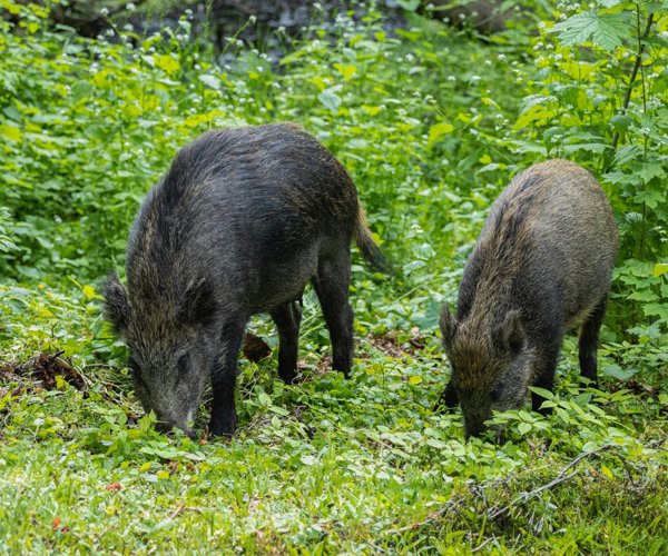 Attractants gibier