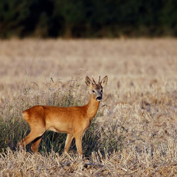 Accès au bois et chasse